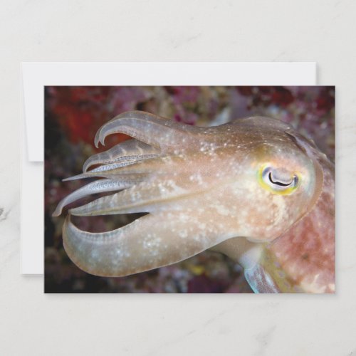 Indonesia  Cuttlefish Close_Up Card
