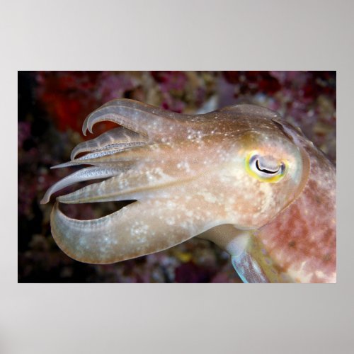 Indonesia  Cuttlefish Close_Up Poster
