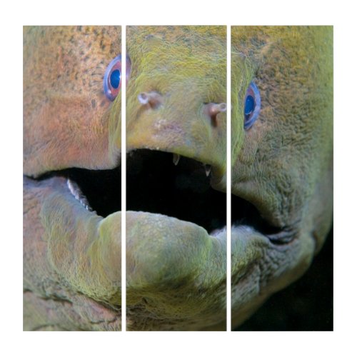Indonesia  Giant Moray Eel Triptych