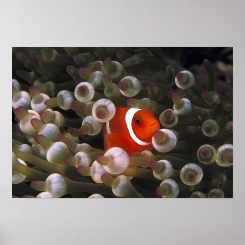 Indonesia Komodo Maroon clownfish or Poster