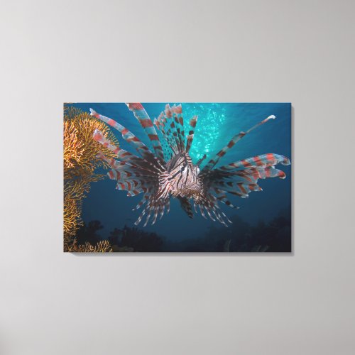 Indonesia Lionfish Canvas Print