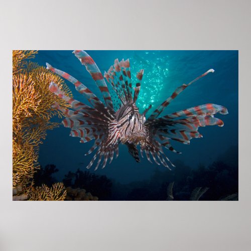 Indonesia Lionfish Poster