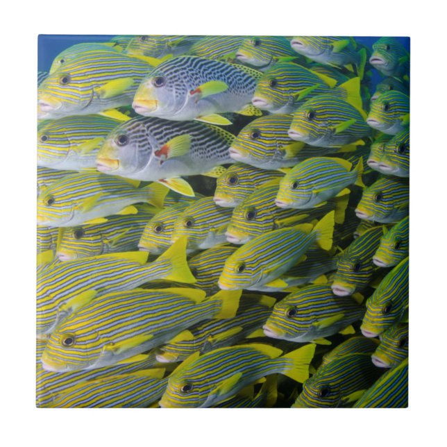 Indonesia. Schooling Fish Tile (Front)
