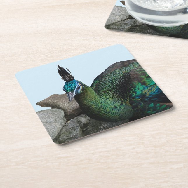Indonesian Peacock Close Up Cust. Coaster (Angled)
