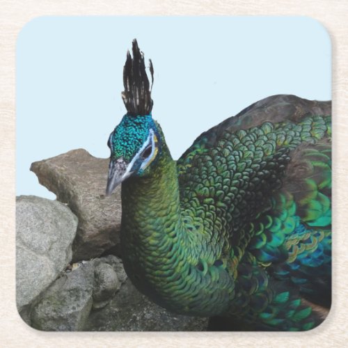 Indonesian Peacock Close Up Cust Coaster