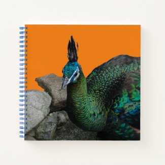 Indonesian Peacock Close Up Cust. Notebook