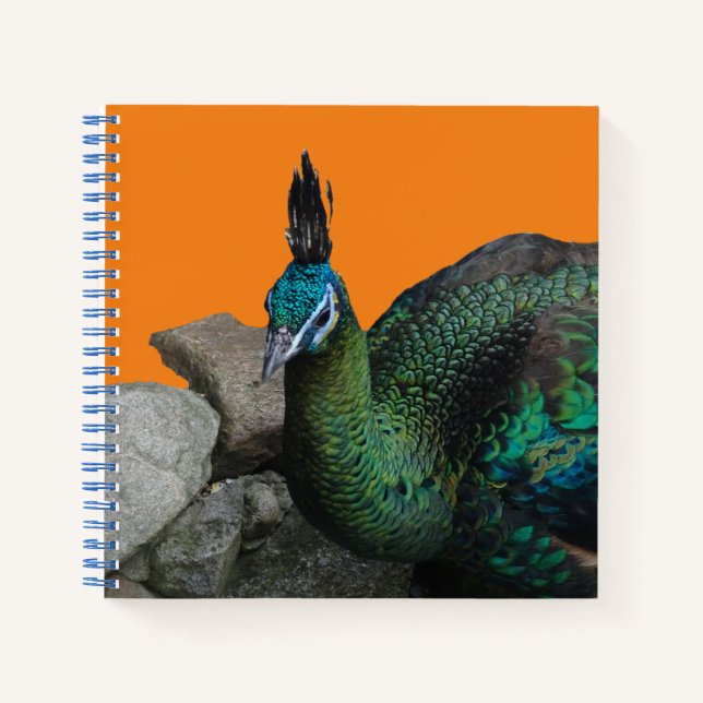 Indonesian Peacock Close Up Cust. Notebook (Front)