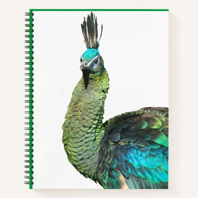 Indonesian Peacock Face Notebook (Front)