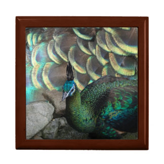 Indonesian Peacock with Feathers Keepsake Box