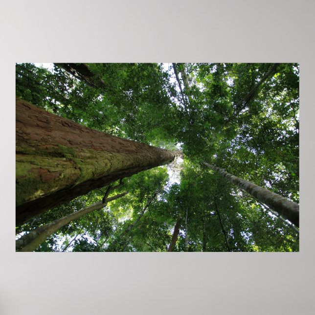 Indonesian rainforest poster (Front)