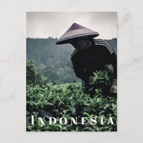 Indonesian Tea fields worker travel postcard