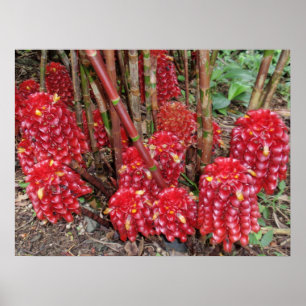 Indonesian Wax Ginger Poster