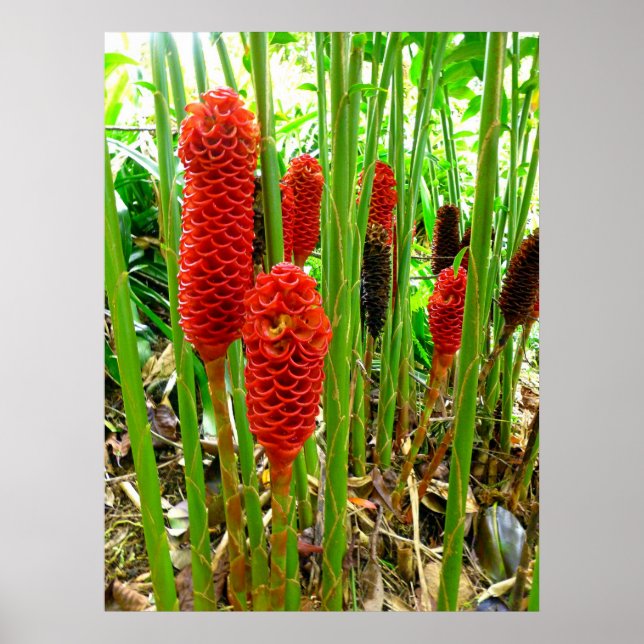 Indonesian Wax Ginger Poster (Front)