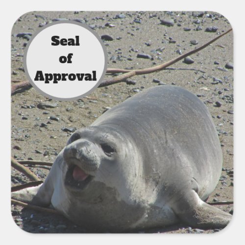 Inexpensive Seal of Approval Elephant Seal Photo