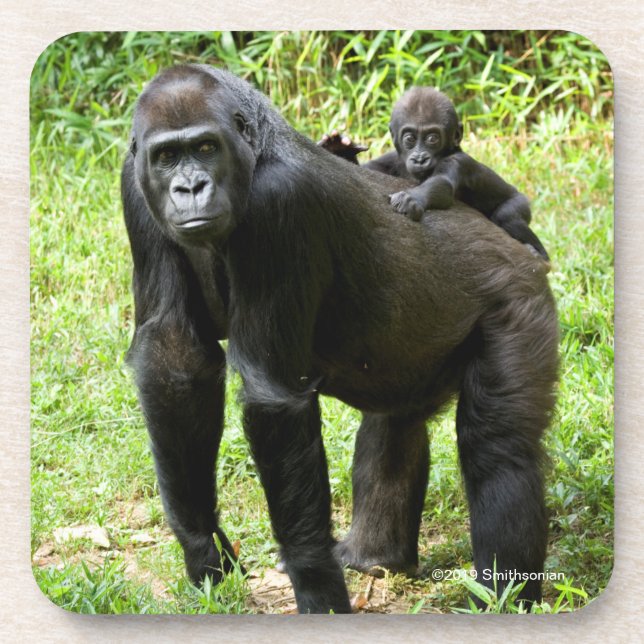 Infant Lowland Gorilla on Mother's Back Beverage Coaster (Front)