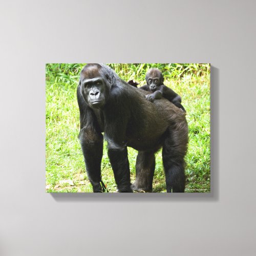 Infant Lowland Gorilla on Mothers Back Canvas Print