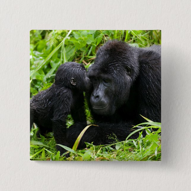 Infant Mountain Gorilla Kisses Silverback Gorilla Button (Front)