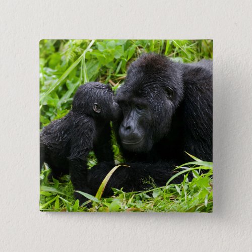 Infant Mountain Gorilla Kisses Silverback Gorilla Button