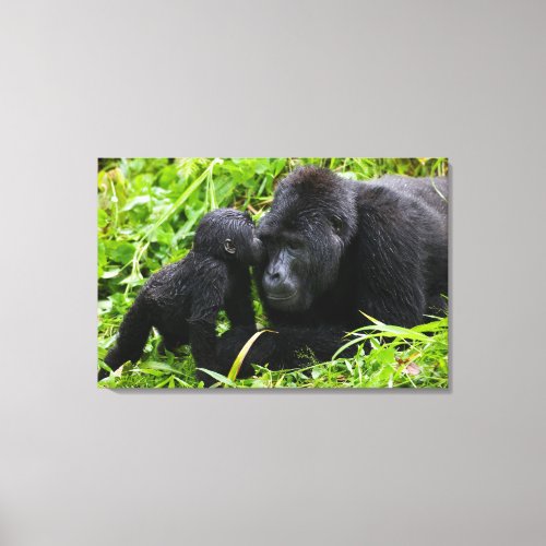 Infant Mountain Gorilla Kisses Silverback Gorilla Canvas Print