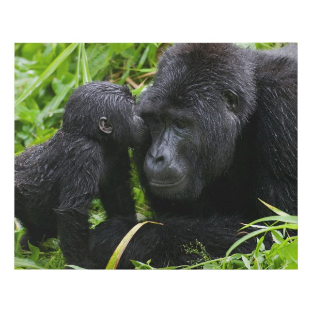 Infant Mountain Gorilla Kisses Silverback Gorilla Faux Canvas Print (Front)