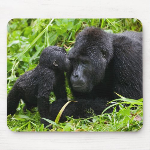 Infant Mountain Gorilla Kisses Silverback Gorilla Mouse Pad