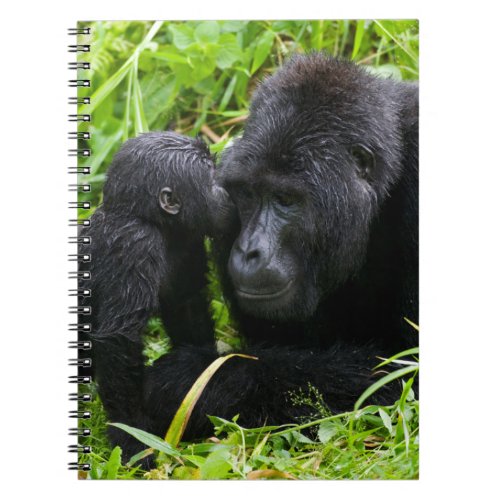 Infant Mountain Gorilla Kisses Silverback Gorilla Notebook