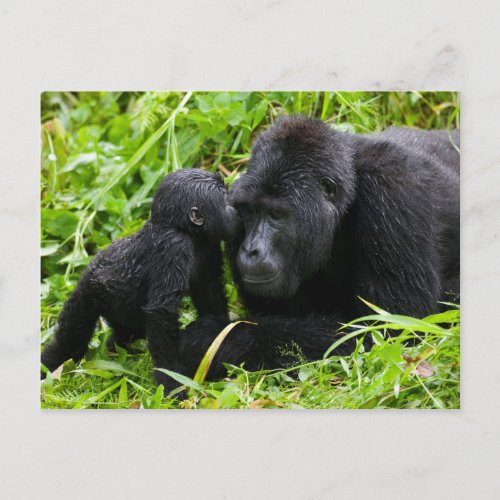 Infant Mountain Gorilla Kisses Silverback Gorilla Postcard