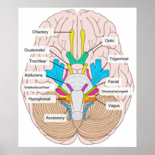 Inferior View Of Cranial Nerves In The Human Brain Poster