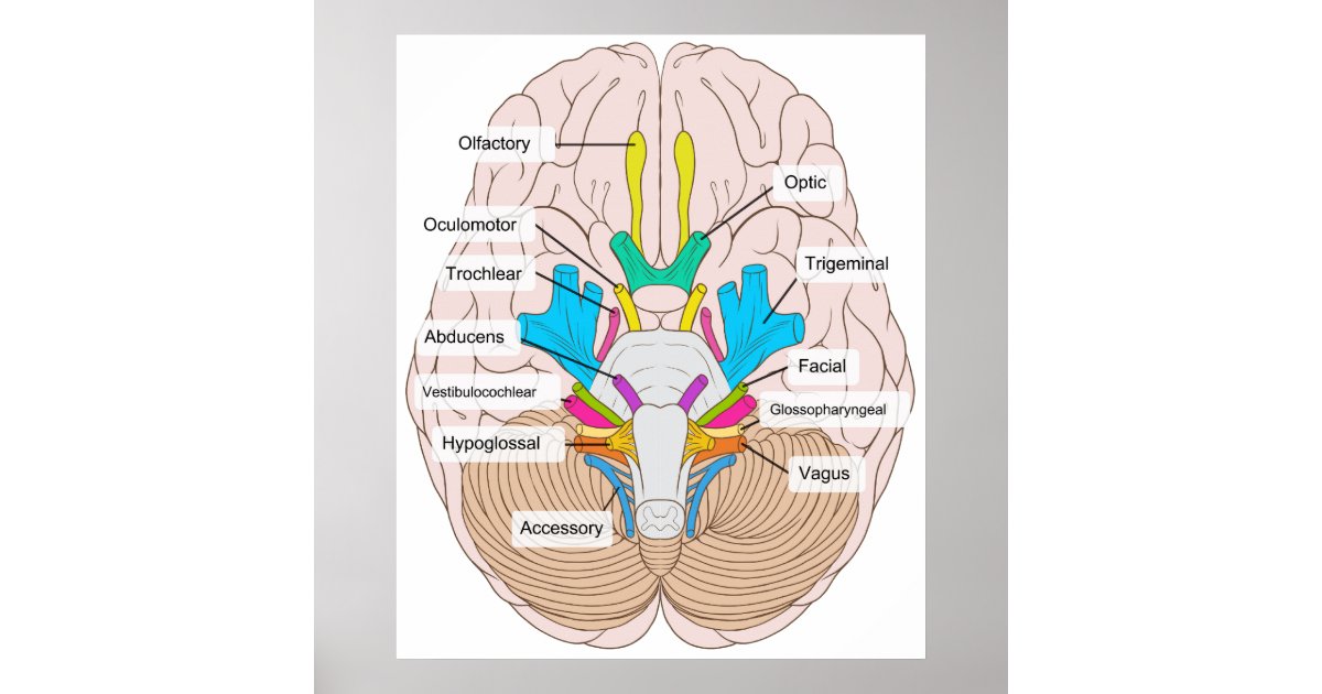 brain inferior view