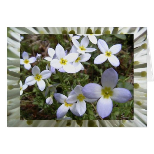 infinite meadows cards (Front Horizontal)