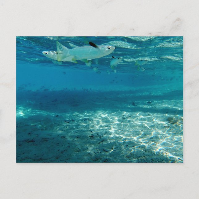 Infinity Blue Postcard (Front)