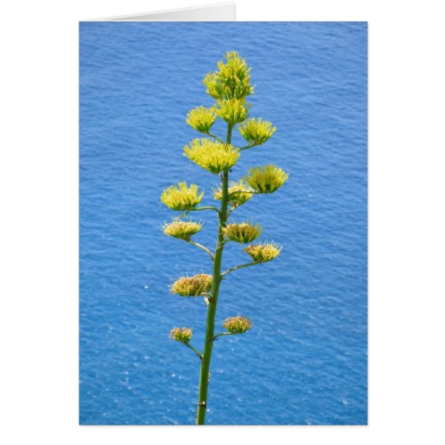 Inflorescence of Agave plant