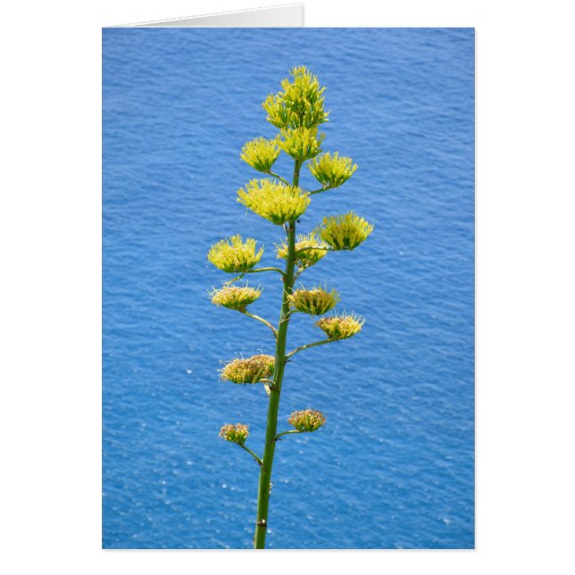 Inflorescence of Agave plant. Cards (Front)