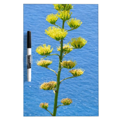 Inflorescence of Agave plant Dry Erase Board