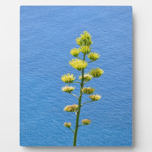 Inflorescence of an Agave plant Plaque