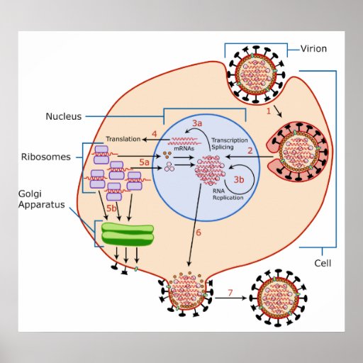 Influenza Virus Invasion & Replication Diagram Poster | Zazzle