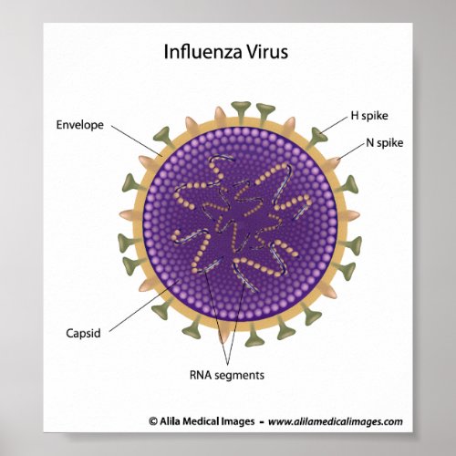 Influenza virus labeled drawing poster