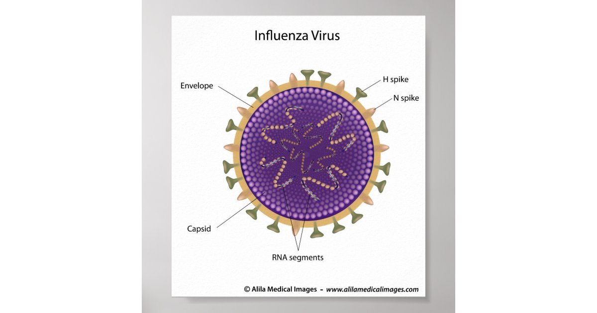 Influenza virus, labeled drawing. poster Zazzle