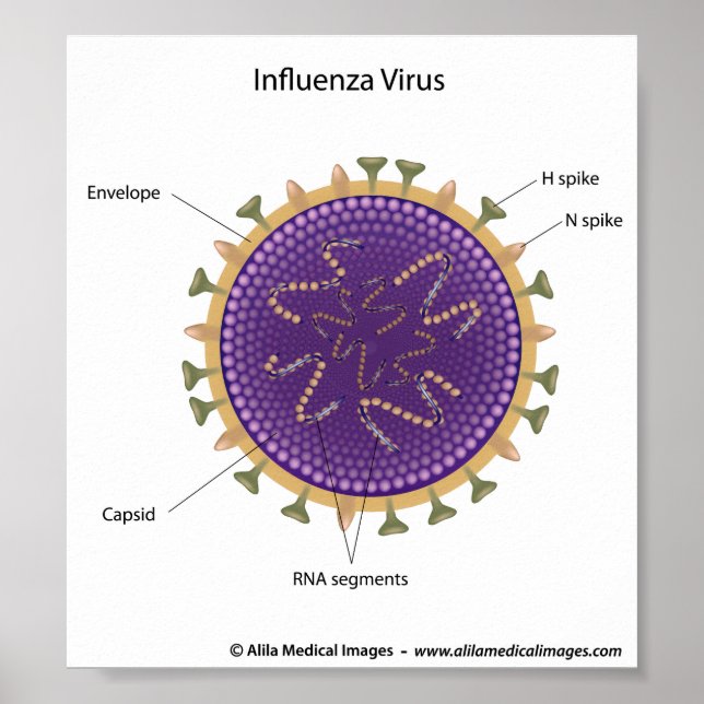 Influenza virus, labeled drawing. poster (Front)