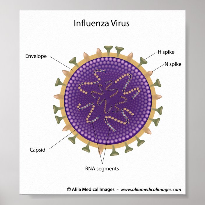 Influenza virus, labeled drawing. poster