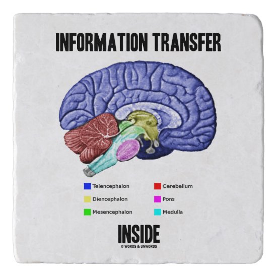 Information Transfer Inside Brain Anatomy Humor Trivet