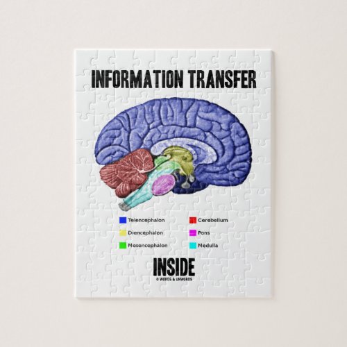 Information Transfer Inside Brain Anatomy Jigsaw Puzzle