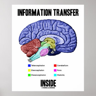 Information Transfer Inside (Brain Anatomy) Poster
