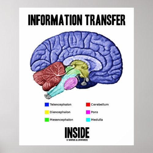Information Transfer Inside Brain Anatomy Poster