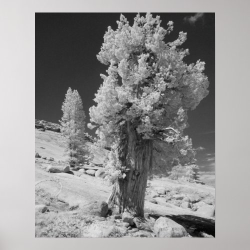 Infrared photo in East side of Yosemite National Poster