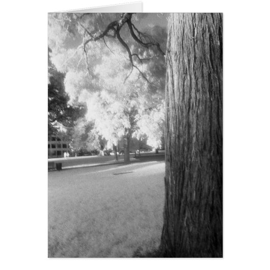 Infrared Tree Cards (Front)