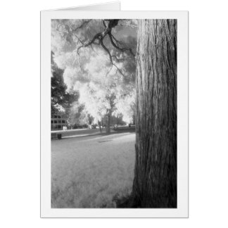 Infrared Tree with border Cards