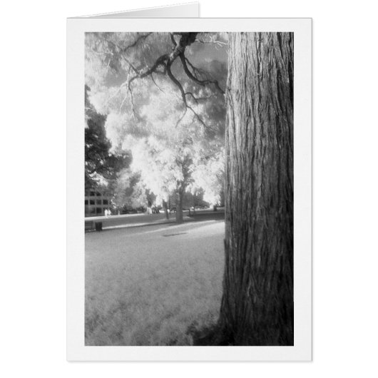Infrared Tree with border Cards (Front)