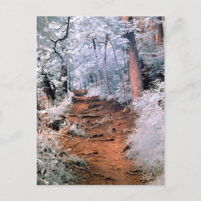 Infrared woodland path postcard (Front)