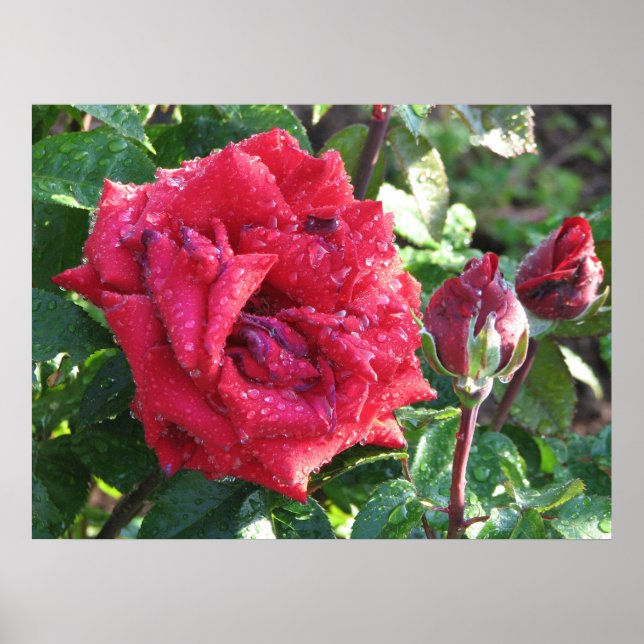 Ingrid Bergman Hybrid Tea Rose and Buds 036 Poster (Front)